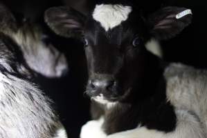 Bobby calves in slaughterhouse holding pen - Captured at Tasmanian Quality Meats Abattoir, Cressy TAS Australia.