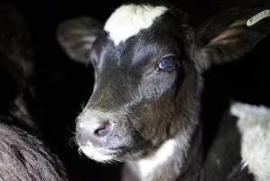 Bobby calves in slaughterhouse holding pen - Captured at Tasmanian Quality Meats Abattoir, Cressy TAS Australia.