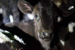 Bobby calves in slaughterhouse holding pen - Captured at Tasmanian Quality Meats Abattoir, Cressy TAS Australia.