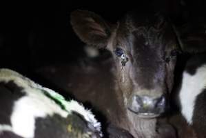 Bobby calves in slaughterhouse holding pen - Captured at Tasmanian Quality Meats Abattoir, Cressy TAS Australia.