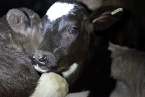 Bobby calves in slaughterhouse holding pen - Captured at Tasmanian Quality Meats Abattoir, Cressy TAS Australia.