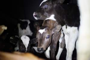 Bobby calves in slaughterhouse holding pen - Captured at Tasmanian Quality Meats Abattoir, Cressy TAS Australia.