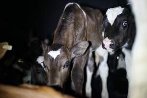 Bobby calves in slaughterhouse holding pen - Captured at Tasmanian Quality Meats Abattoir, Cressy TAS Australia.