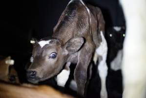 Bobby calves in slaughterhouse holding pen - Captured at Tasmanian Quality Meats Abattoir, Cressy TAS Australia.