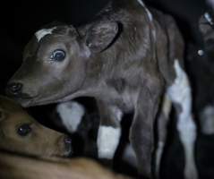 Bobby calves in slaughterhouse holding pen - Captured at Tasmanian Quality Meats Abattoir, Cressy TAS Australia.