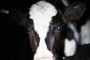 Bobby calves in slaughterhouse holding pen - Captured at Tasmanian Quality Meats Abattoir, Cressy TAS Australia.