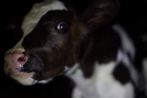 Bobby calves in slaughterhouse holding pen - Captured at Tasmanian Quality Meats Abattoir, Cressy TAS Australia.