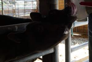 Bottle feeding calf - Captured at VIC.