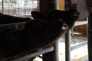 Bottle feeding calf - Captured at VIC.