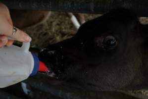 Bottle feeding calf - Captured at VIC.