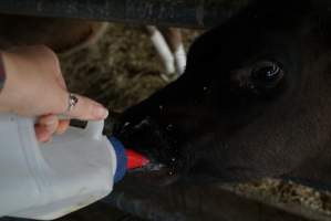 Bottle feeding calf - Captured at VIC.