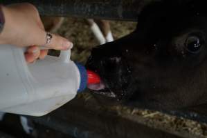 Bottle feeding calf - Captured at VIC.