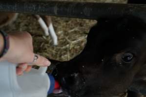 Bottle feeding calf - Captured at VIC.