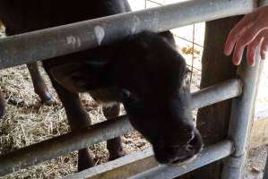 Bottle feeding calf - Captured at VIC.