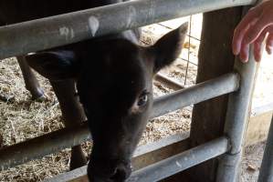 Bottle feeding calf - Captured at VIC.