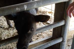 Bottle feeding calf - Captured at VIC.