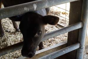 Bottle feeding calf - Captured at VIC.