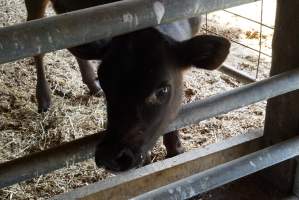 Bottle feeding calf - Captured at VIC.