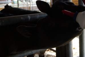 Bottle feeding calf - Captured at VIC.