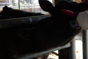 Bottle feeding calf - Captured at VIC.