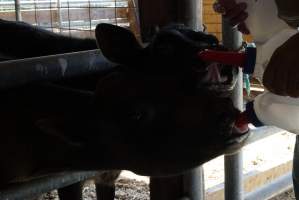 Bottle feeding calf - Captured at VIC.