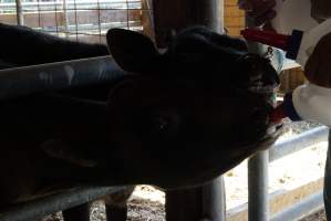 Bottle feeding calf - Captured at VIC.