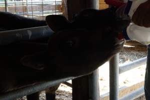 Bottle feeding calf - Captured at VIC.