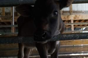 Dairy calf - Captured at VIC.