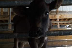 Dairy calf - Captured at VIC.