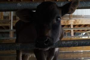 Dairy calf - Captured at VIC.