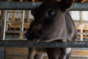 Dairy calf - Captured at VIC.