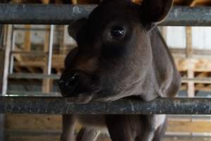 Dairy calf - Captured at VIC.