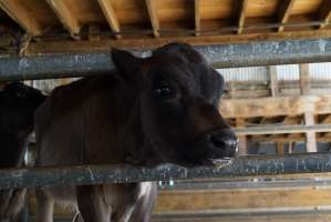 Dairy calf - Captured at VIC.