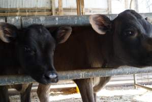 Dairy calf - Captured at VIC.