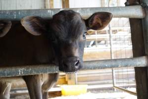 Dairy calf - Captured at VIC.