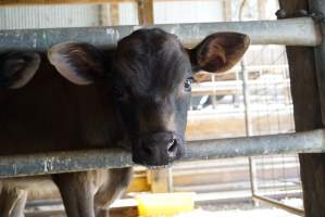 Dairy calf - Captured at VIC.