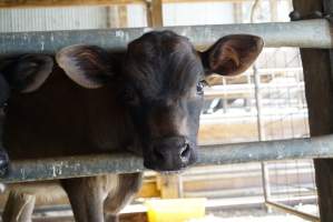 Dairy calf - Captured at VIC.