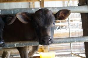 Dairy calf - Captured at VIC.