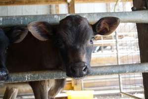 Dairy calf - Captured at VIC.