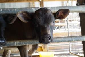 Dairy calf - Captured at VIC.