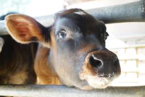 Dairy calf - Captured at VIC.