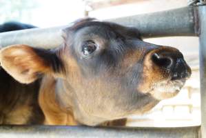 Dairy calf - Captured at VIC.