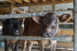 Dairy calf - Captured at VIC.