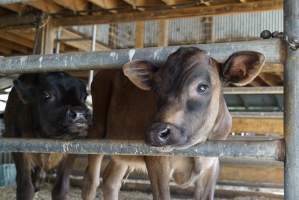 Dairy calf - Captured at VIC.