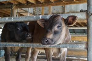 Dairy calf - Captured at VIC.