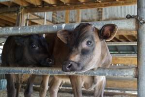 Dairy calf - Captured at VIC.