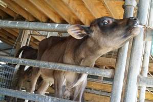 Dairy calf - Captured at VIC.