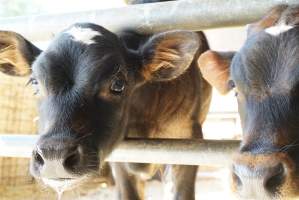 Dairy calf - Captured at VIC.