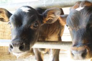 Dairy calf - Captured at VIC.