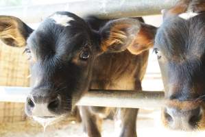 Dairy calf - Captured at VIC.